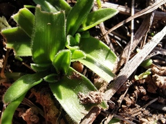 Moraea galaxia