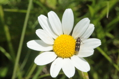 Parascythris muelleri