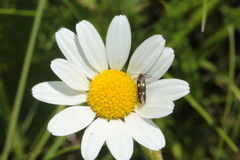 Parascythris muelleri