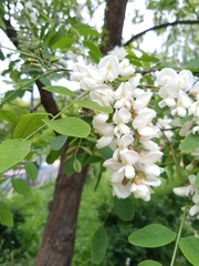 Robinia pseudoacacia