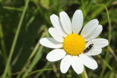 Parascythris muelleri