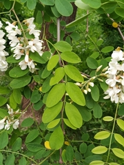 Robinia pseudoacacia
