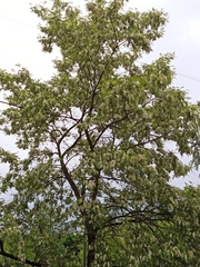 Robinia pseudoacacia