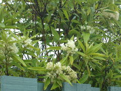 Backhousia citriodora