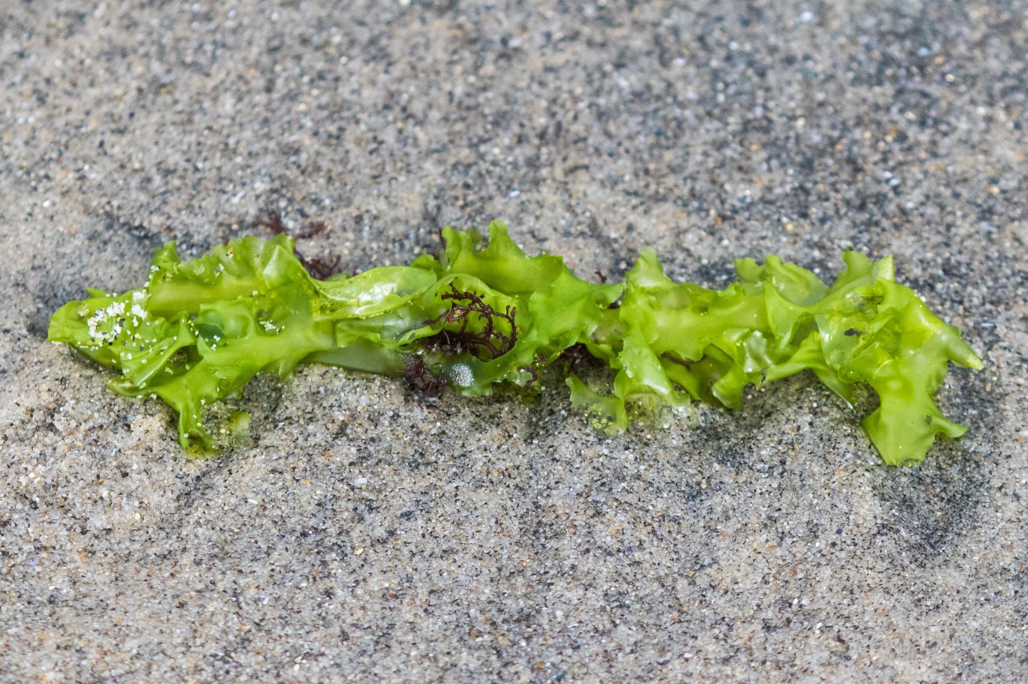 Ulva californica