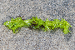 Ulva californica