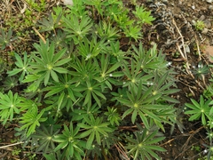 Lupinus polyphyllus