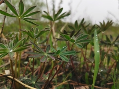 Lupinus polyphyllus