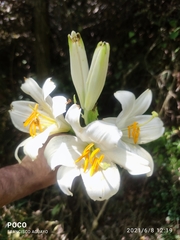Lilium candidum