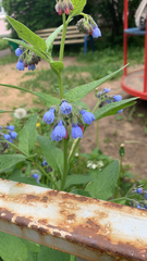 Symphytum caucasicum