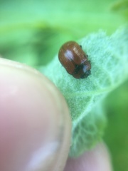 Chrysolina polita