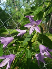 Campanula rapunculoides