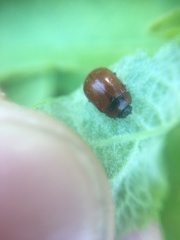 Chrysolina polita