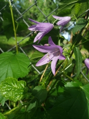 Campanula rapunculoides