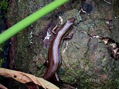 Sphenomorphus indicus