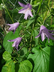 Campanula rapunculoides