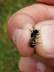 Andrena ovatula