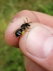 Andrena ovatula