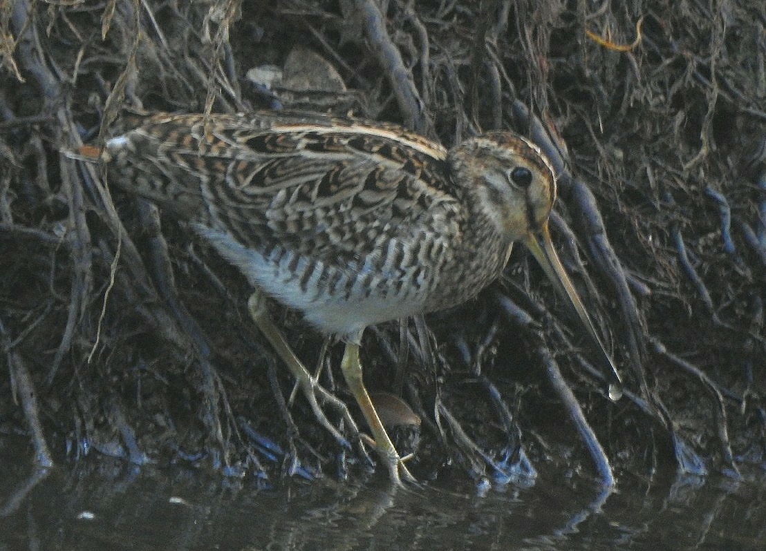 Pin-tailed Snipe