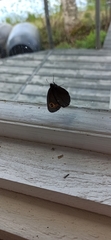 Erebia embla
