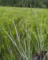 Hordeum brevisubulatum