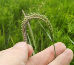 Hordeum brevisubulatum
