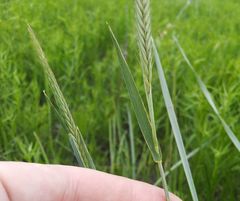 Hordeum brevisubulatum