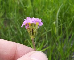 Primula longiscapa