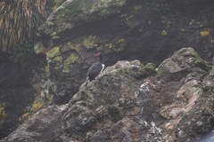 Leucocarbo magellanicus