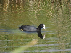 Fulica atra