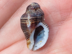 Acanthinucella spirata