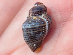 Acanthinucella spirata