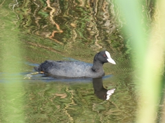 Fulica atra