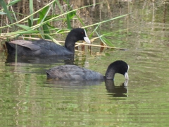 Fulica atra