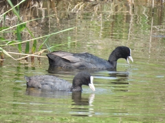 Fulica atra