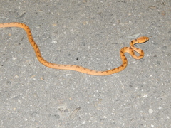 Leptodeira polysticta