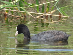 Fulica atra