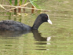 Fulica atra
