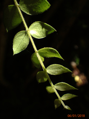 Metrosideros colensoi