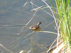 Tachybaptus ruficollis