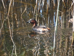 Tachybaptus ruficollis