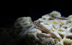 Helcogramma striata