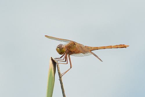 Sympetrum uniforme