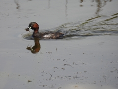 Tachybaptus ruficollis