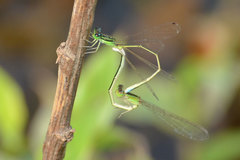 Ischnura asiatica