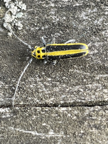 woodbine borer