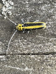 Saperda puncticollis