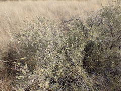 Vachellia haematoxylon