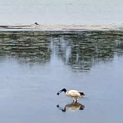 Threskiornis molucca