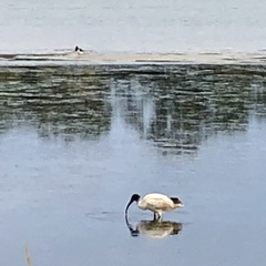 Threskiornis molucca
